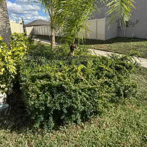 Bush Trimming by John Hernandez reviewed on January 19, 2026