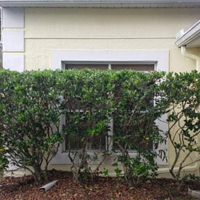 Bush Trimming by Twalight Scaping reviewed on August 19, 2025
