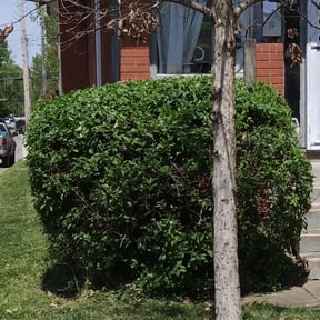 Bush Trimming by Tru reviewed on August 21, 2025