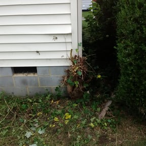 Bush Trimming by Hummingbird Home Services reviewed on August 20, 2025