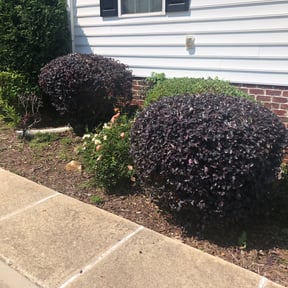 Bush Trimming by Carrate Landscaping LLC reviewed on August 15, 2025