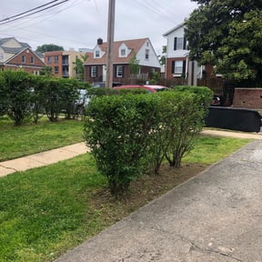 Bush Trimming by Pringle's landscaping llc. reviewed on August 21, 2025