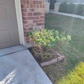 Bush Trimming by OC Lawn Care Services reviewed on August 16, 2025