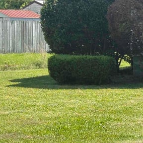 Bush Trimming by Memphis yards lawn service reviewed on April 18, 2026