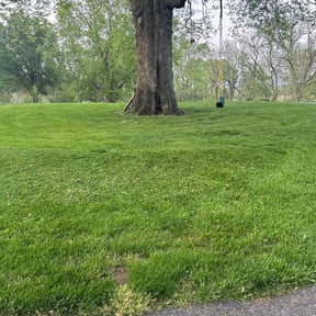yard maintenance by CCV Lawncare reviewed on August 21, 2025