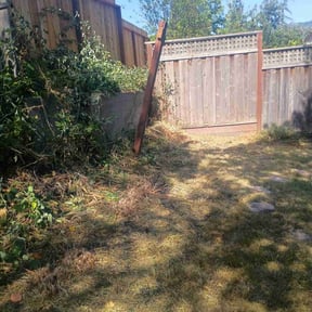 Bush Trimming by Isaacs Inc reviewed on November 23, 2025