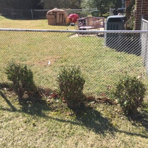 Bush Trimming by Lawn Gnomes LLC reviewed on August 17, 2025