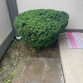 Bush Trimming by Scott Burnett reviewed on June 27, 2026
