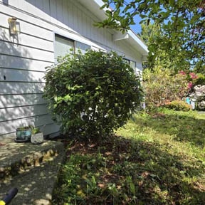 Bush Trimming by Ortega lawn services LL reviewed on December 4, 2025