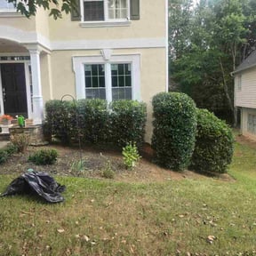 Bush Trimming by Jose reviewed on July 20, 2023