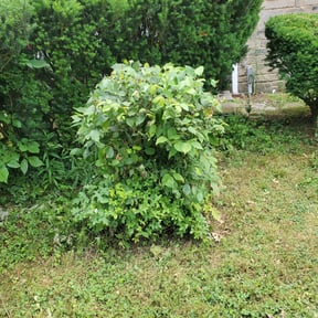 Bush Trimming by American Dream Lawn and Services reviewed on August 20, 2025