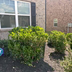 Bush Trimming by Cornerstone Properties and Rentals reviewed on November 24, 2025