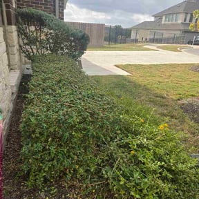 Bush Trimming by Taylor lawn care reviewed on November 23, 2025