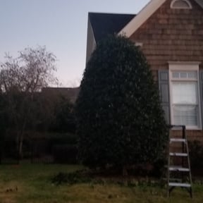 Bush Trimming by McLean Services reviewed on August 19, 2025
