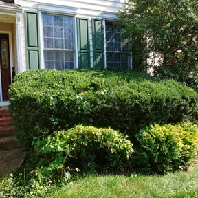 Bush Trimming by Armored Fence Of Albany reviewed on August 21, 2025