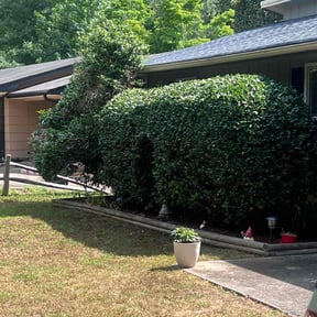 Bush Trimming by Jordan's Lawn Service reviewed on August 16, 2025