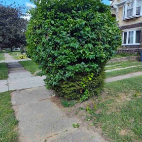 Bush Trimming by Jackman&#039;s Lawn Care reviewed on May 20, 2023