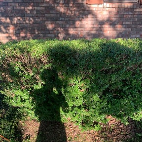 Bush Trimming by Rusted Vine reviewed on August 21, 2025