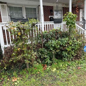 Bush Trimming by Community First Lawncare reviewed on November 24, 2025