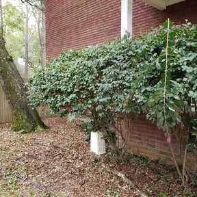 Bush Trimming by J.D. Professional Services, LLC reviewed on August 21, 2025