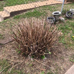 Bush Trimming by EcoMow Lawncare reviewed on April 14, 2026