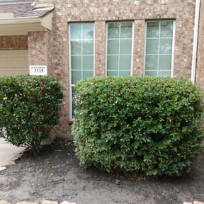 Bush Trimming by Greg's Landscaping reviewed on August 18, 2025