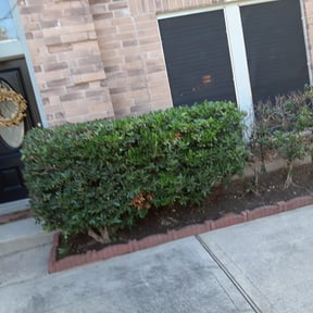 Bush Trimming by Brothers Martinez reviewed on January 25, 2024