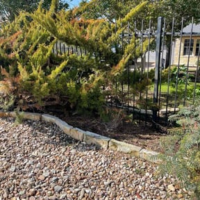 Bush Trimming by LIGHTNING LANDSCAPING & LAND MANAGEMENT reviewed on August 18, 2025