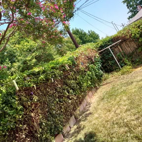 Bush Trimming by SleepyCutz Landscaping reviewed on August 20, 2025
