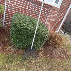 Bush Trimming by Yoshi reviewed on December 9, 2025