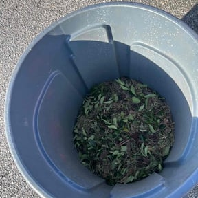 Bush Trimming by Freedom Lawn Care reviewed on November 25, 2025