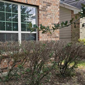 Bush Trimming by B.mendoza lanscaping reviewed on October 21, 2025