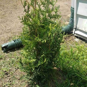 Bush Trimming by K&amp;G Lawncare reviewed on August 20, 2025