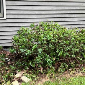 Bush Trimming by Cody Prescher reviewed on August 15, 2025
