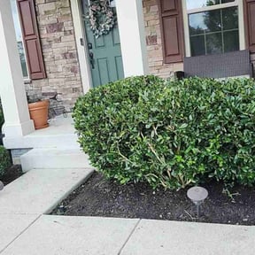 Bush Trimming by Asap Tree &amp; Landscape llc reviewed on November 18, 2025