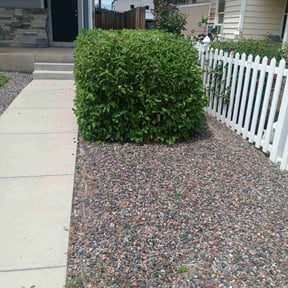 Bush Trimming by Picture perfect lawn maintenance reviewed on August 17, 2025