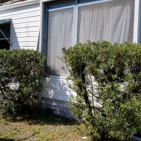 Bush Trimming by Pena lawn service reviewed on August 17, 2025