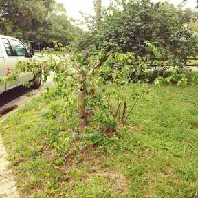 Bush Trimming by The Green Op reviewed on August 16, 2025