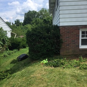 Bush Trimming by Dreaded Yardwork reviewed on August 17, 2025