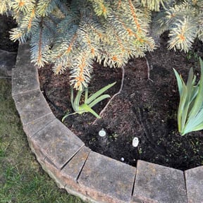 Flower Bed Weeding by Back Creek Property Services reviewed on November 24, 2025