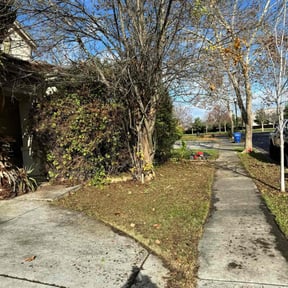 Bush Trimming by Three E's Lawn Care LLC. reviewed on January 1, 2026