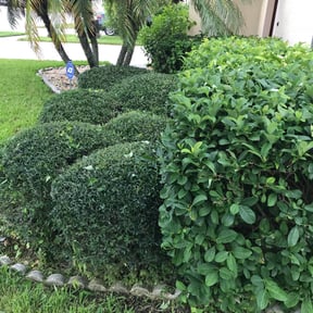 Bush Trimming by Southern Boy Lawn and Landscape reviewed on August 16, 2025