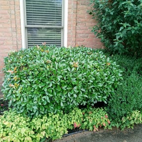 Bush Trimming by Dream Holloway Lawn Care reviewed on August 15, 2025