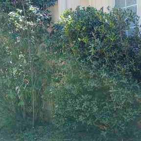 Bush Trimming by Rightway services reviewed on August 21, 2025