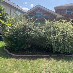 Bush Trimming by VoidCare reviewed on September 18, 2024