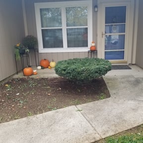 Bush Trimming by FRAMPTON'S LAWN SERVICE reviewed on August 19, 2025