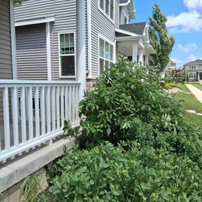 Bush Trimming by LG Lawn Services reviewed on August 18, 2025