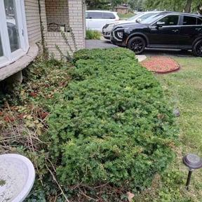 Bush Trimming by Northern Lights Outdoor Services reviewed on December 14, 2025
