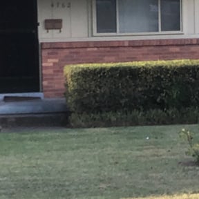 Bush Trimming by Harry Demo and junk removal llc reviewed on August 21, 2025