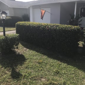 Bush Trimming by Avanza Landscaping & Maintenance reviewed on August 18, 2025